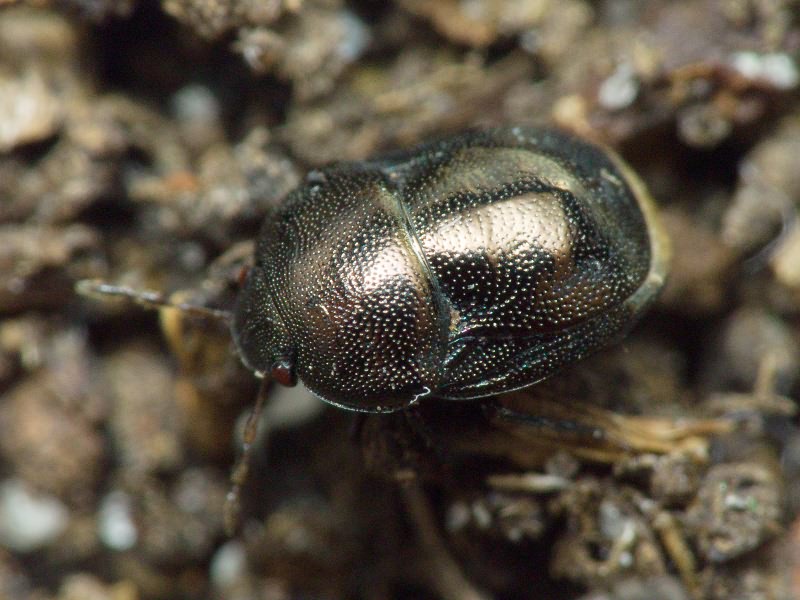 Thyreocoris scarabaeoides (Linnaeus, 1758)